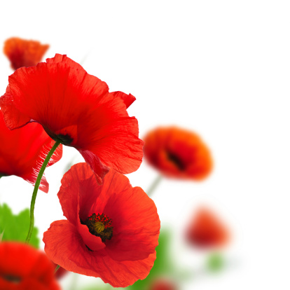 Red poppies over a white background. Border floral design for an angle of page. Closeup of the flowers with focus and blur effect