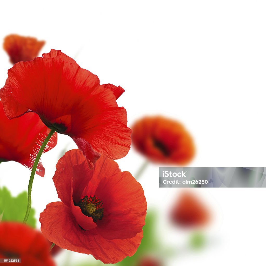 Цветок-красными маками белый - Стоковые фото Мак - растение роялти-фри