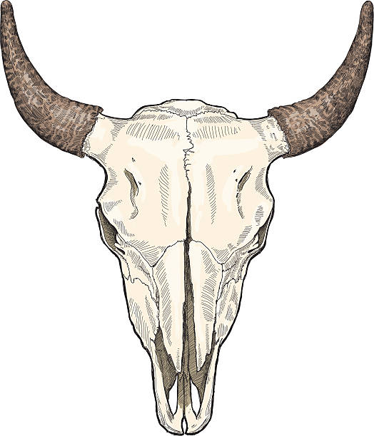 корова ckull - animal skull cow animal skeleton animal stock illustrations