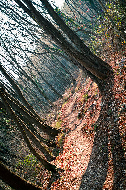 Camino a través de la madera - foto de stock