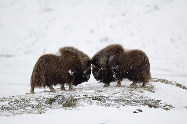 lotta bue-ox coppia in norvegia - bue muschiato foto e immagini stock