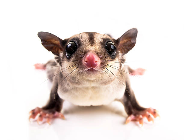 Sugar glider A close up of a sugar glider opossum stock pictures, royalty-free photos & images