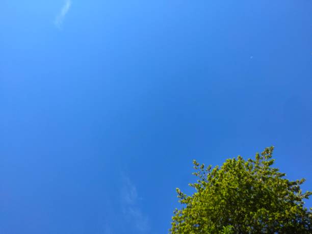 istock Part of the tree is visible under the blue sky 1542256829