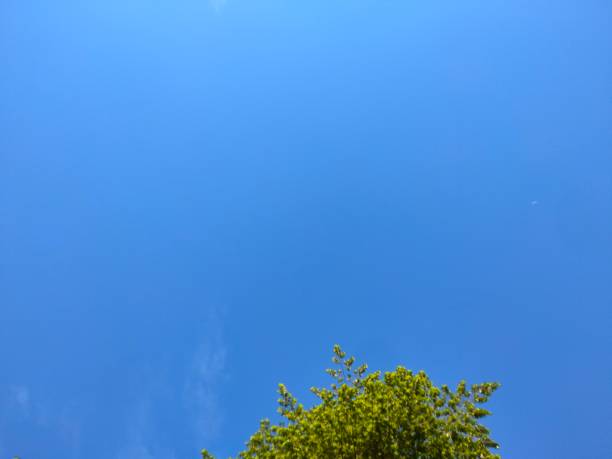 istock Part of the tree is visible under the blue sky 1542256846