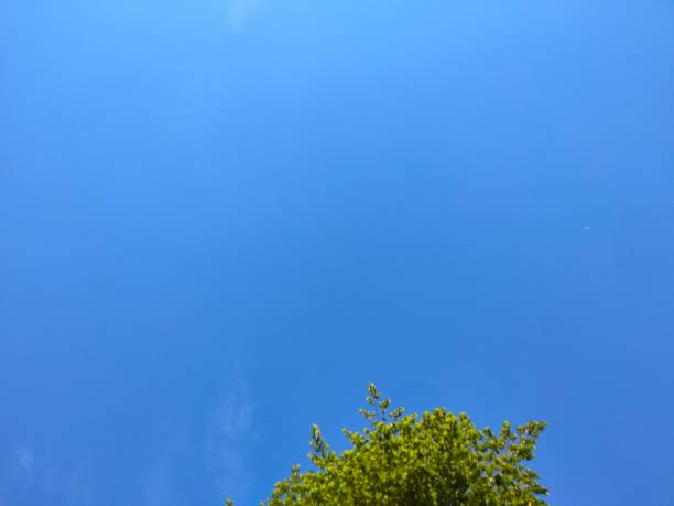 istock Part of the tree is visible under the blue sky 1542257376