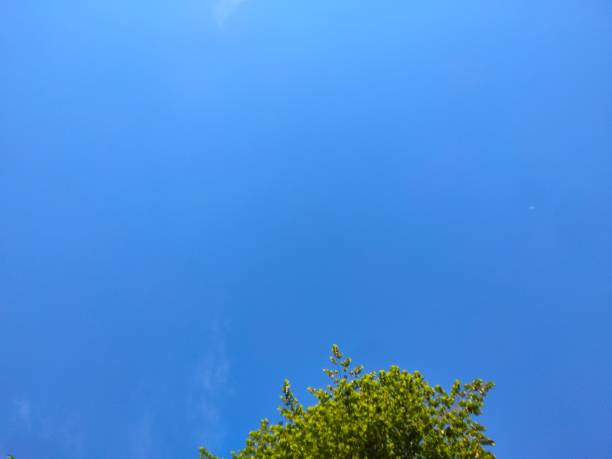 istock Part of the tree is visible under the blue sky 1542257389