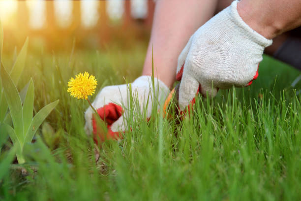 istock A man pulling  dandelion, weeds out from the grass loan. 1542260026