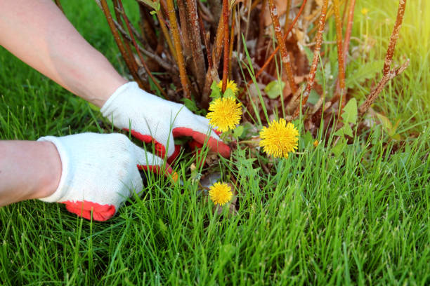 istock A man  is pulling  dandelion, weeds out from the grass loan. 1542260040