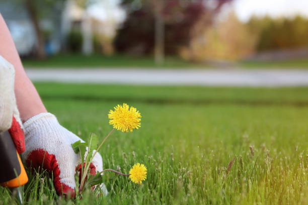 istock A man  is pulling  dandelion, weeds out from the grass loan. 1542260545