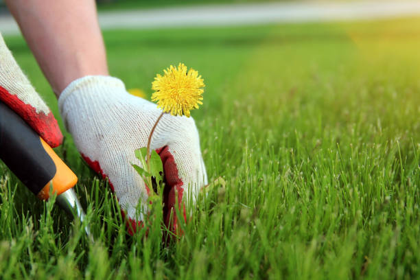 istock A man pulling  dandelion, weeds out from the grass loan. 1542260559