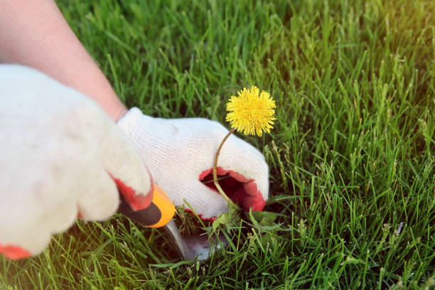 istock A man pulling  dandelion, weeds out from the grass loan. 1542261087
