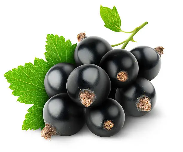 Photo of Black currants and leafs over white background