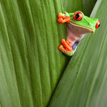 Small Peron’s Tree Frog climbing on a Grevillea tree