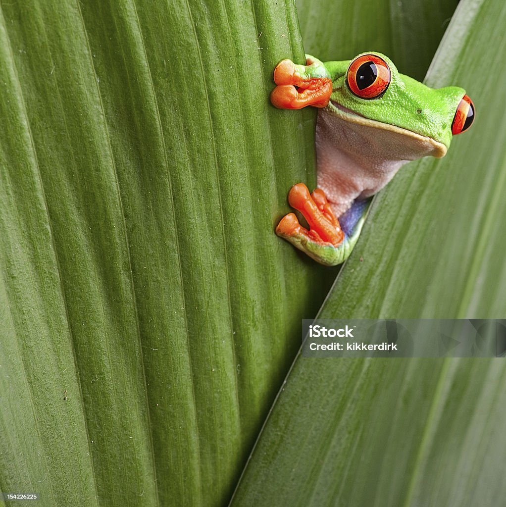 red eyed tree frog looking curious red eyed tree frog, Agalychnis callidrias, looking curious from hiding place between green leafs rainforest Costa Rica Frog Stock Photo