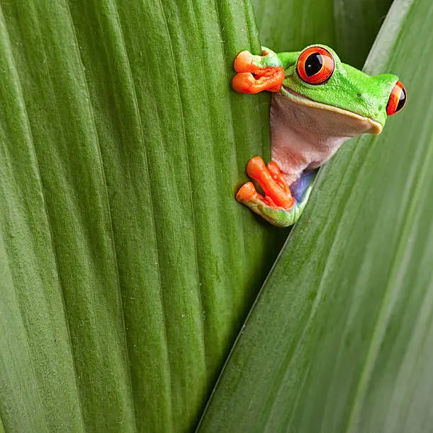 red eyed tree frog, Agalychnis callidrias, looking curious from hiding place between green leafs rainforest Costa Rica