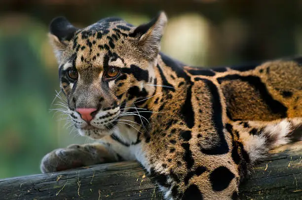 Young Clouded Leopard - Neofelis Nebulosa