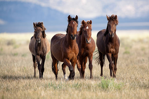 vier pferde - wild stock-fotos und bilder