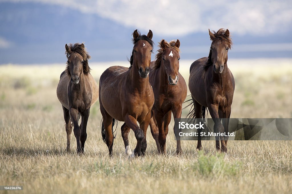 Four Horses Four horses in the wild Horse Stock Photo