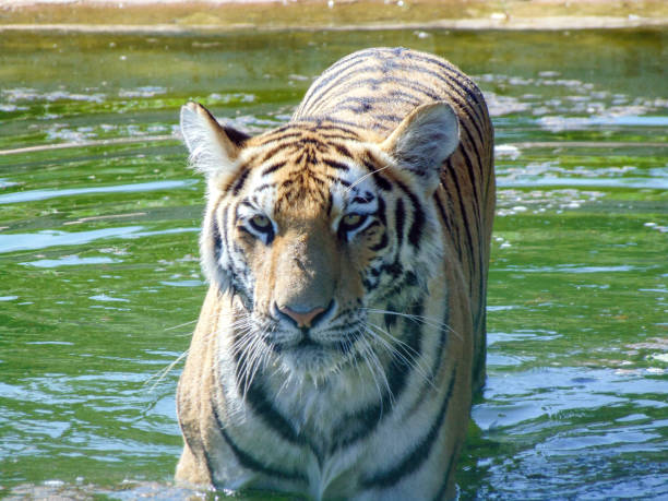 istock Siberian tiger in the water during summer 1542264237