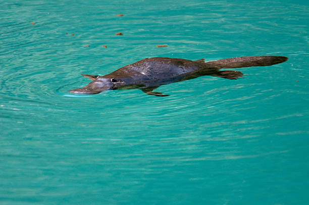 platypus - duck billed platypus wildlife animal endangered species photos et images de collection