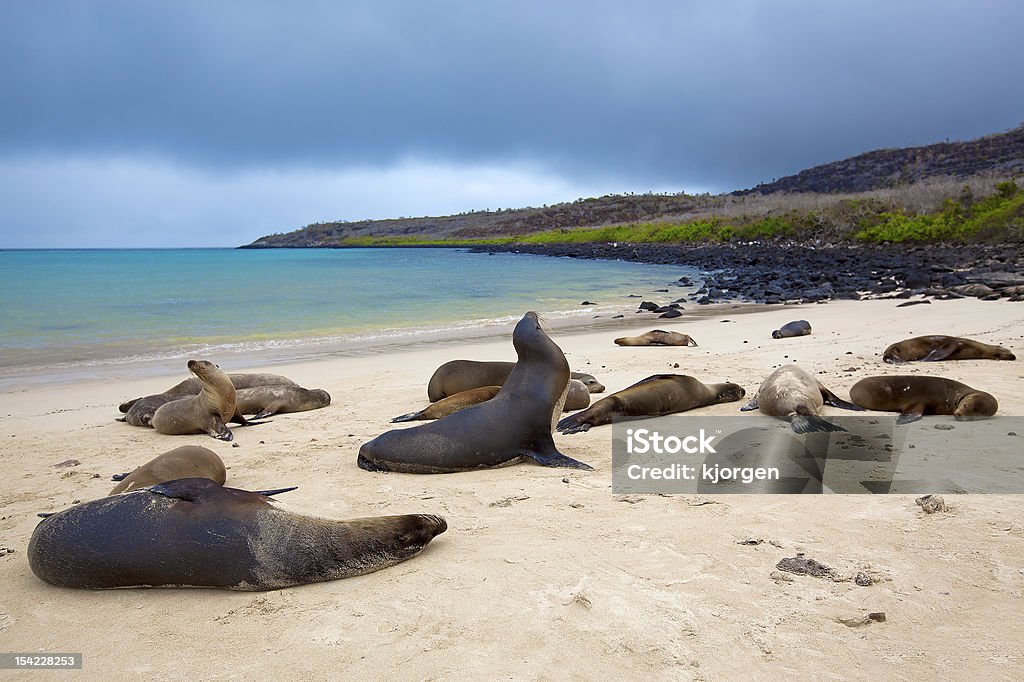 Sea lion colony - Photo de Amérique du Sud libre de droits