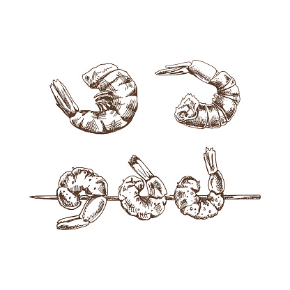 Organic food. Hand drawn retro style vector sketch of shrimps on a skewer and prawns. Doodle vintage illustration. Engraved image.