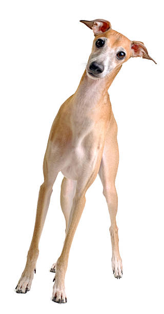 面白い黄色イタ��リアのグレイハウンド犬 - italian greyhound ストックフォトと画像