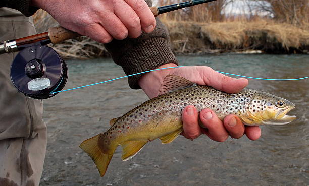 Brown Trout in Hand stock photo