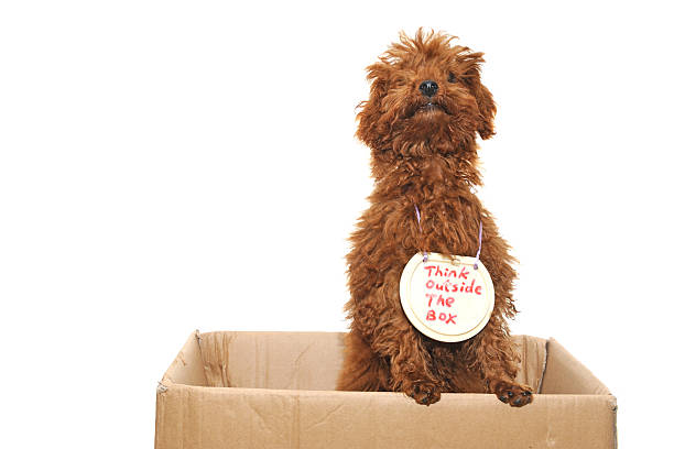 Dog thinking outside the box stock photo