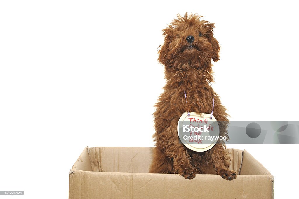 Cão thinking outside the box - Royalty-free Cão Foto de stock