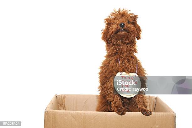 Cão Thinking Outside The Box - Fotografias de stock e mais imagens de Cão - Cão, Thinking Outside The Box - Expressão inglesa, Aberto