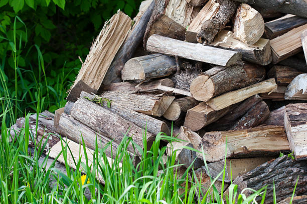 istock Pile of uncut firewood 154228680