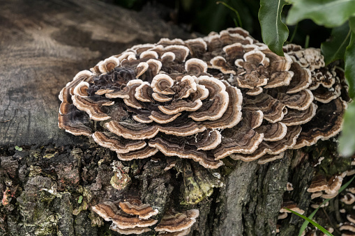 A single wild puffball mushroom growing out of a decaying grassy mound in a British woodland. 