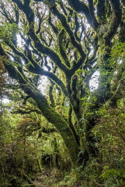 istock Surreal fairy tale spooky fantasy tree, covered with moss 1542291633