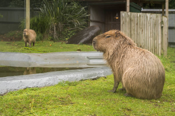 istock Two capybaras sitting next to a pond 1542295832