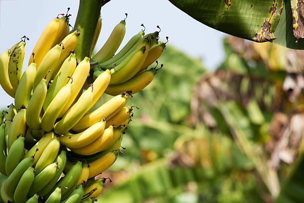 istock bunch of banana 154229661