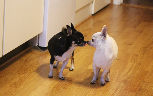 Chihuahuas mini and Chico