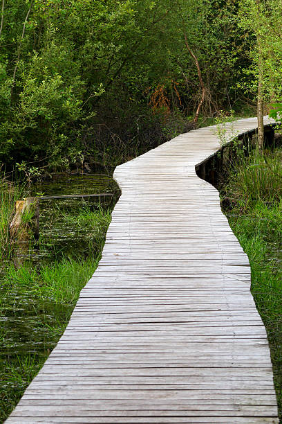 istock Wooden walkway through swamp 154231010
