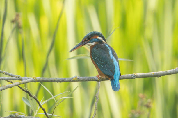 istock Female Kingfisher 1542312705