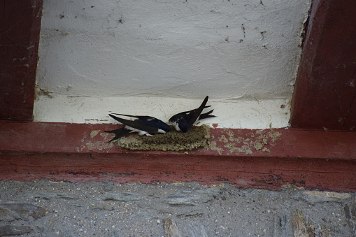 mud based nest at a half-timbered building-