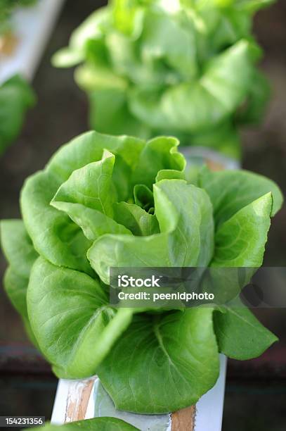 Photo libre de droit de Légumes banque d'images et plus d'images libres de droit de Agriculture - Agriculture, Aliment, Couleur verte