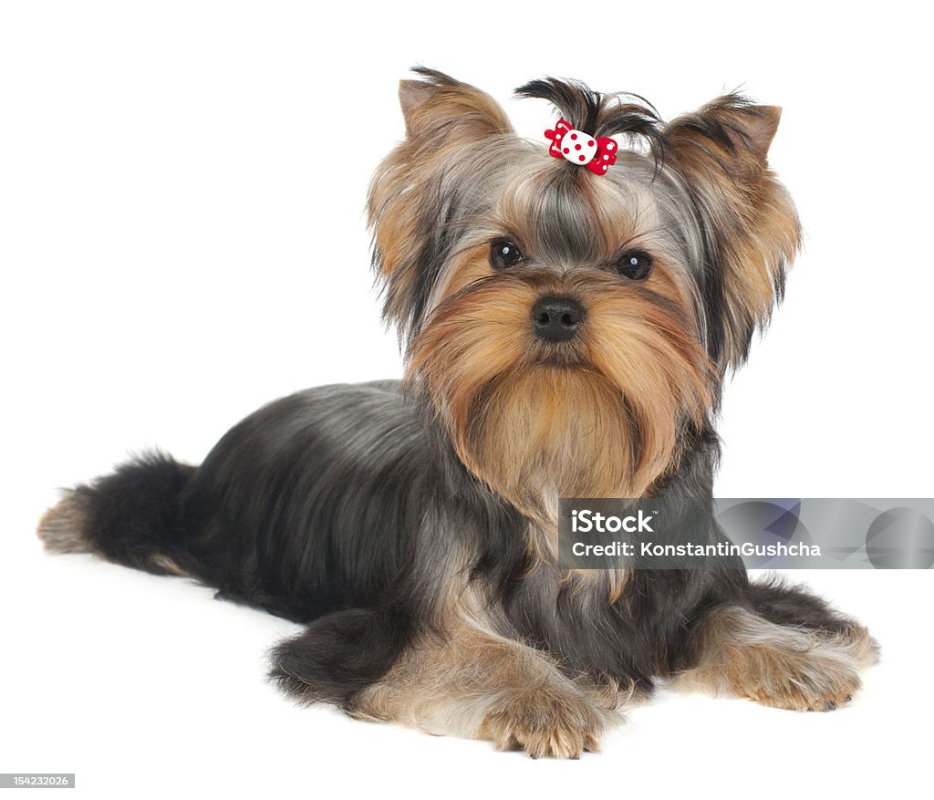 Puppy of the Yorkshire Terrier Puppy of the Yorkshire Terrier isolated on the white background Animal Stock Photo