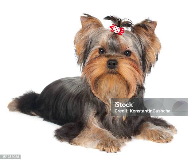 Puppy Of The Yorkshire Terrier Stock Photo - Download Image Now - Animal, Beauty, Brown