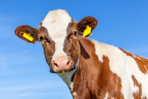 Red and white cow portrait, a cute and young face and pink nose and funny expression, medium shot, dairy stock in front of a blue sky