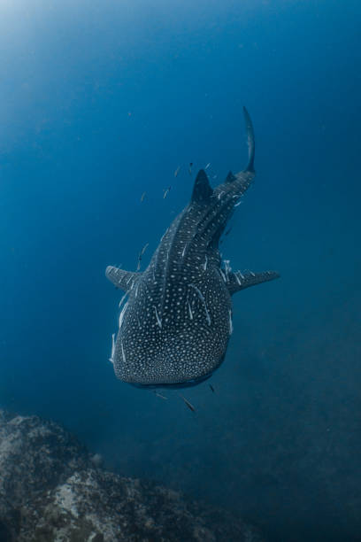 istock Gentle Giant or Whale Shark 1542326535