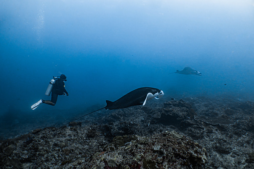 Oceanic Manta Ray at Nusa Penida Bali Indonesia