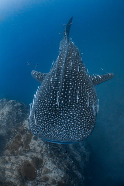 istock Gentle Giant or Whale Shark 1542341918