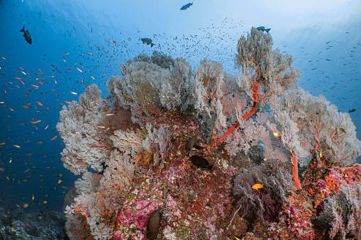 Diving in Colorful Sea fans and corl reef landscape at North Andaman Thailand