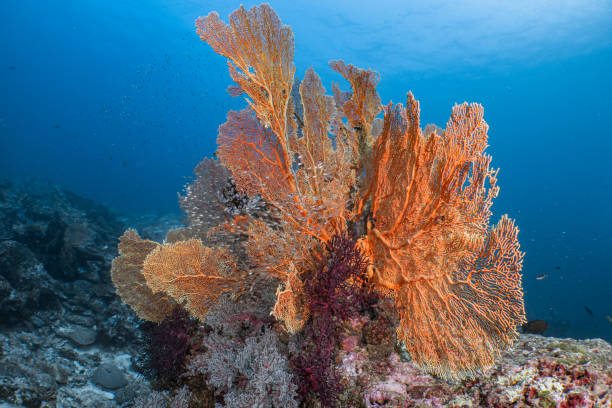 istock Colorful Coral Reef Landscape 1542345060