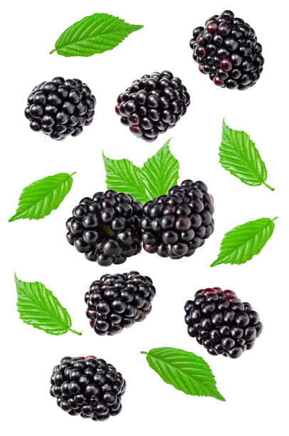 istock flying blackberries with leaves isolated on white background. clipping path 1542354139